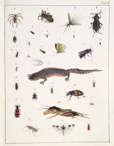 Varios insectos y un lagarto, lámina II de 